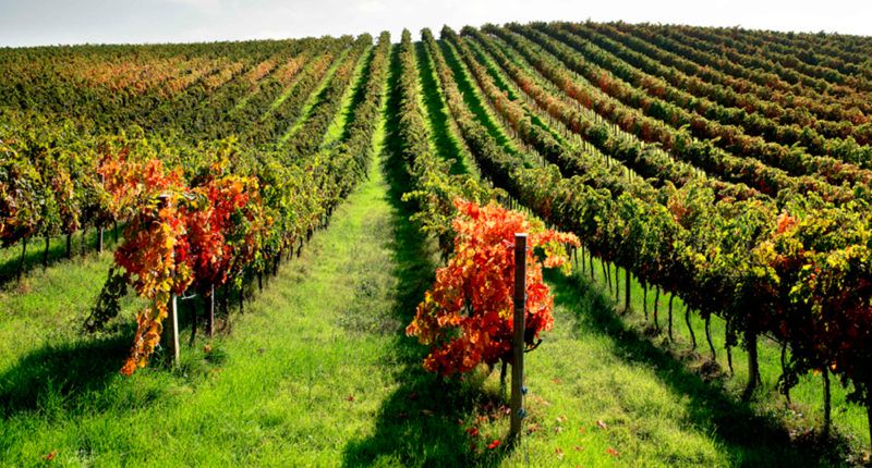Read more about the article Rewolucja w winnicy naszego partnera Velenosi Vini