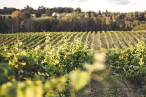 Stworzony do celebracji Charles Heidsieck